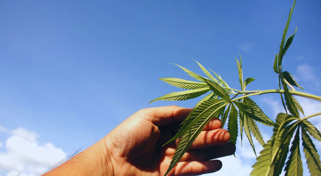 Mão segurando folhas de cannabis sob céu azul