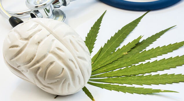 Cérebro de cerâmica ao lado de folhas de maconha