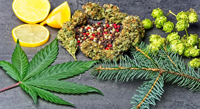 Folhas de maconha e limões com especiarias sobre pedra